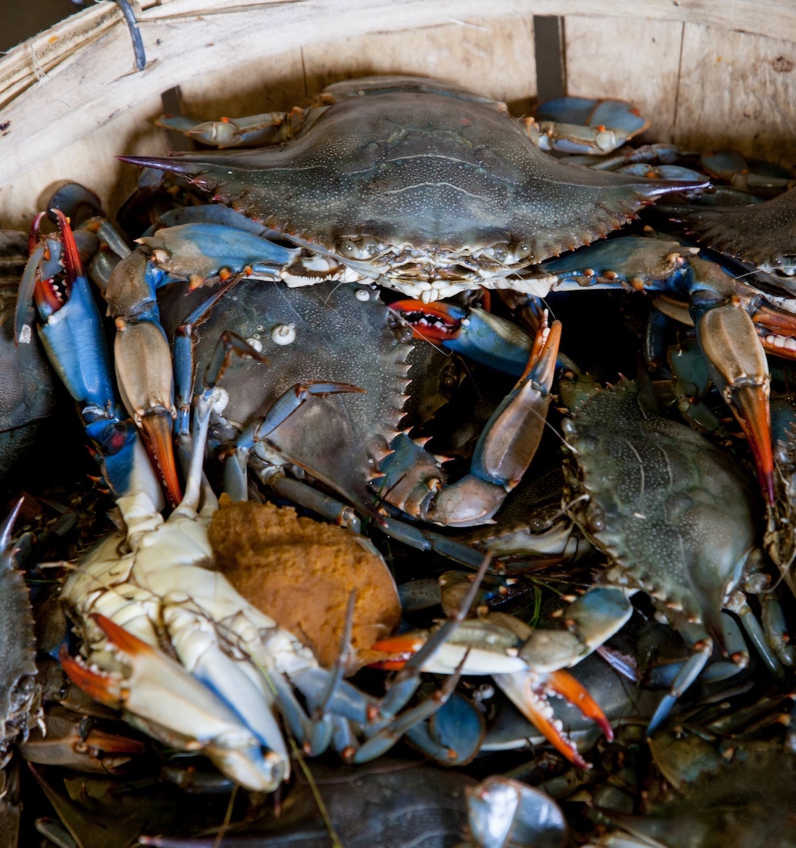 Close up of bucket of blue crabs.