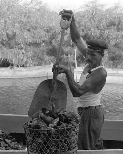 historic photograph of oysterman smoking pipe while shoveling oysters