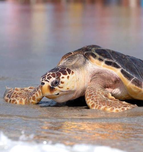 Loggerhead sea turtle approaching the water.