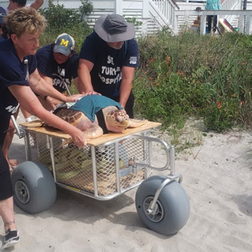 A loggerhead turtle gets returned to the water via rolling cart by volunteers with the Sea Turtle Hospital.